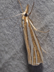 Hednota relatalis