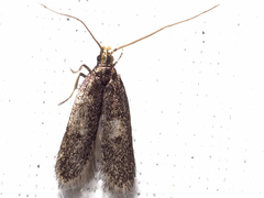 Lecithocera terrigena