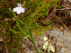 Lobelia linearis
