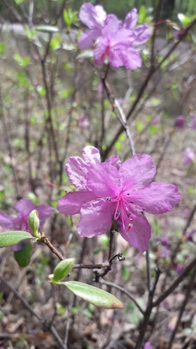 Rhododendron dauricum (Rhododendron dauricum)