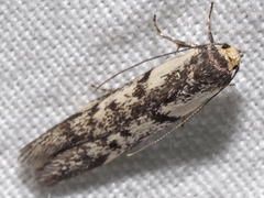 Lichenaula onychotypa