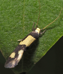 Opogona comptella