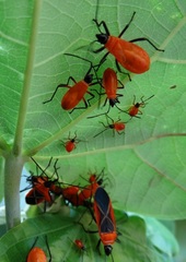 Dysdercus decussatus