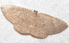 Poecilasthena ischnophrica
