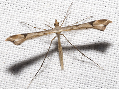 Sinpunctiptilia tasmaniae