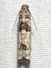 Spilonota constrictana