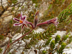 Pelargonium pilosellifolium