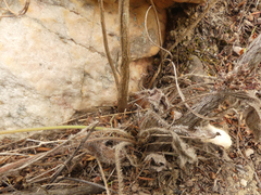 Pelargonium pilosellifolium