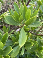 Myoporum bontioides
