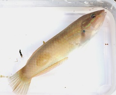 Halichoeres tenuispinis