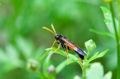 Tenthredo campestris