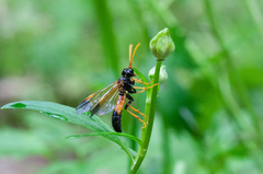 Tenthredo campestris