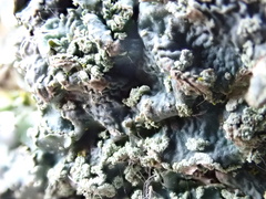 Punctelia subrudecta