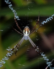 Argiope dang