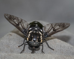 Pangoniinae