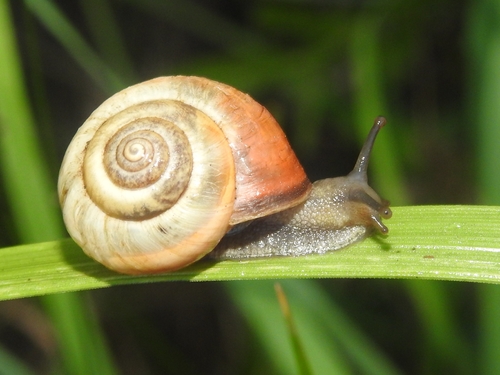 Kentish Nun Snail