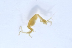 Caprella tsugarensis