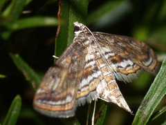 Parapoynx fluctuosalis