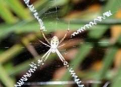 Argiope dang