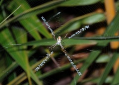 Argiope dang