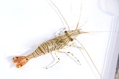Palaemon pacificus