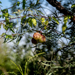 Cardiospermum grandiflorum