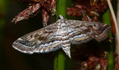 Parapoynx fluctuosalis