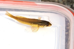 Halichoeres tenuispinis