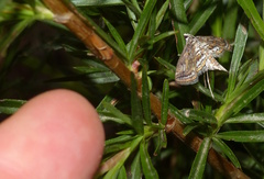 Parapoynx fluctuosalis