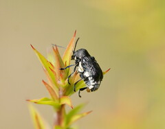 Aporocera scabrosa