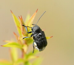 Aporocera scabrosa