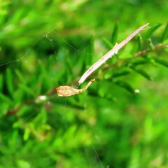 Arachnura