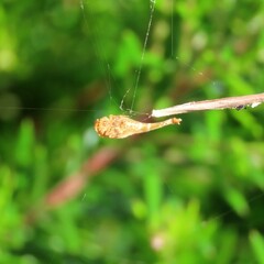 Arachnura