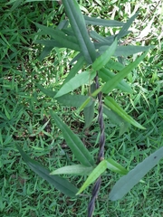 Parsonsia capsularis