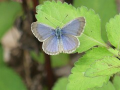 Zizina otis labradus