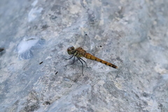 Sympetrum frequens