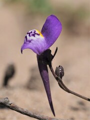 Linaria algarviana