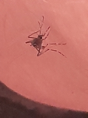 Aedes notoscriptus