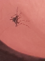 Aedes notoscriptus