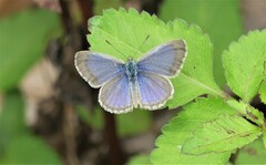 Zizina otis labradus