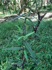 Parsonsia capsularis