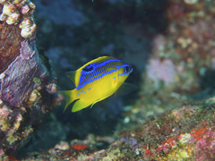 Mecaenichthys immaculatus