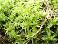 Didymodon sinuosus