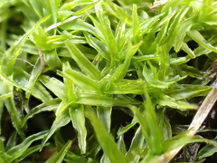 Didymodon sinuosus
