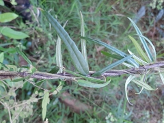 Parsonsia capsularis