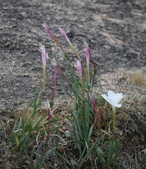 Zephyranthes drummondii