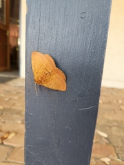 Anthela nicothoe