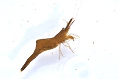 Heptacarpus geniculatus