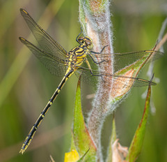 Austrogomphus guerini