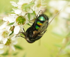Rutilia